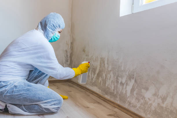 Licensed Mold Remediation service in Columbus, TX - WQB Mold Removal